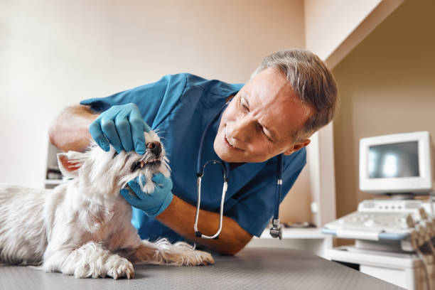 Best Weekend Emergency Dentist in Vineyard, UT